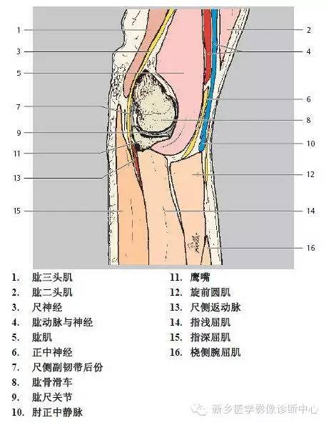 肘关节横断位-矢状位-冠状位解剖+详细标注