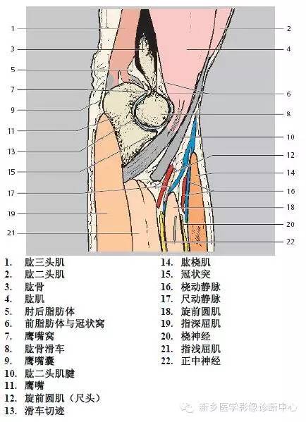 肘关节横断位-矢状位-冠状位解剖+详细标注