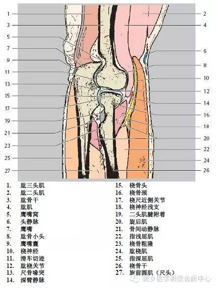 肘关节横断位-矢状位-冠状位解剖+详细标注