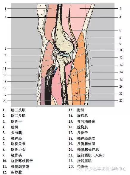 肘关节横断位-矢状位-冠状位解剖+详细标注