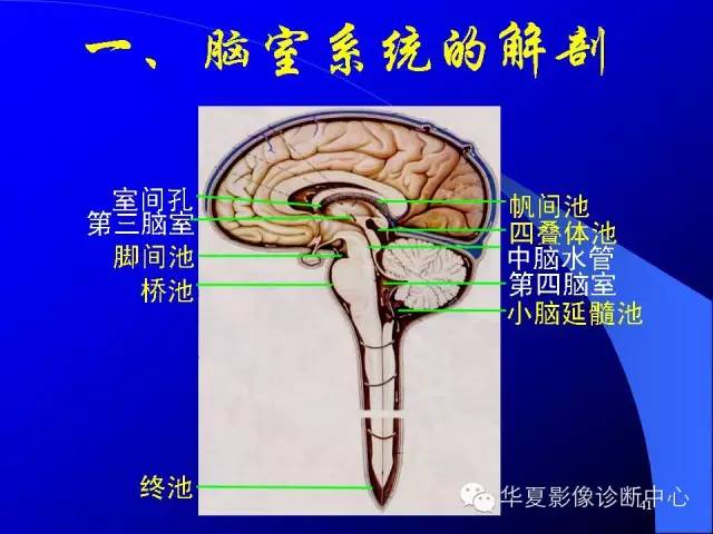 蝶鞍-脑室-脑池（高清+详细标注）