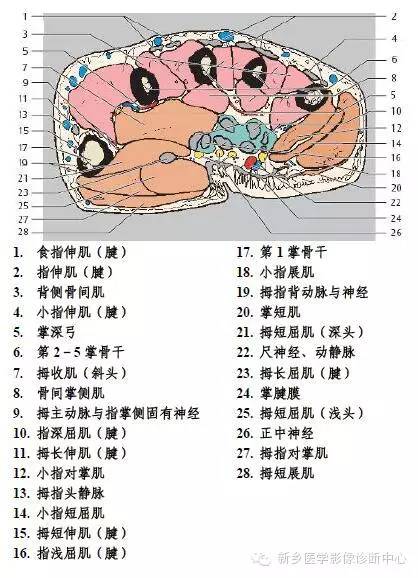 手指磁共振断层解剖+详细标注