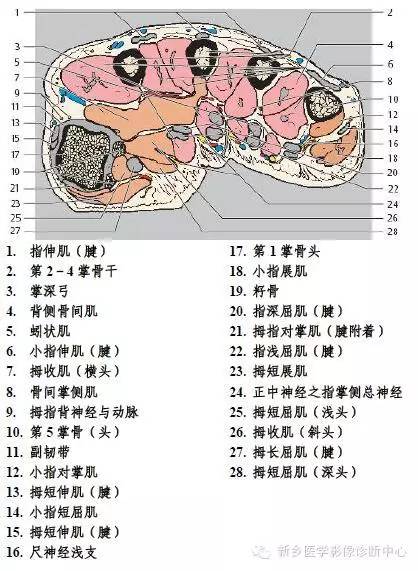 手指磁共振断层解剖+详细标注