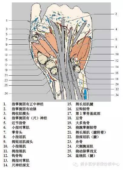 手指磁共振断层解剖+详细标注