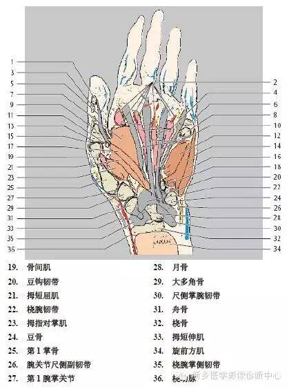 手指磁共振断层解剖+详细标注