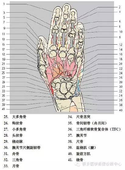 手指磁共振断层解剖+详细标注