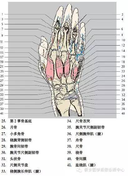 手指磁共振断层解剖+详细标注