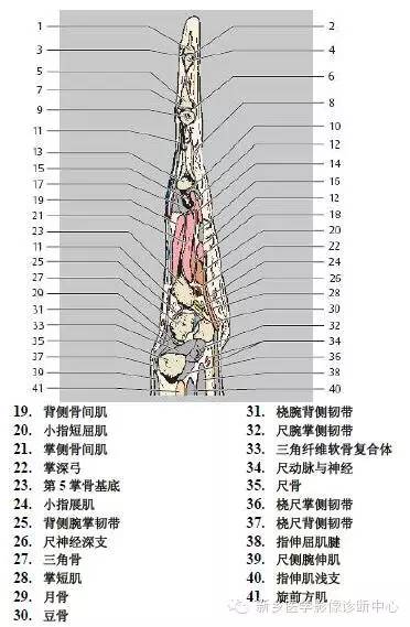 手指磁共振断层解剖+详细标注
