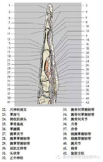 手指磁共振断层解剖+详细标注