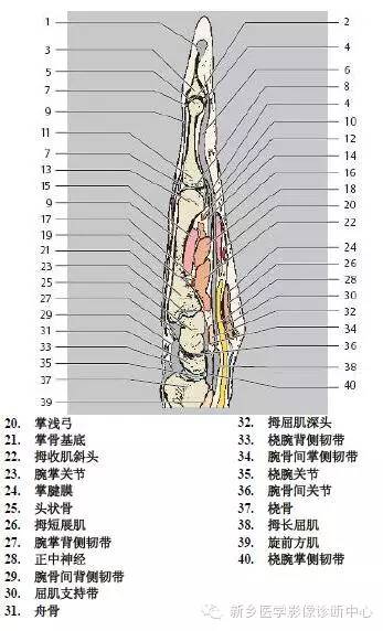 手指磁共振断层解剖+详细标注