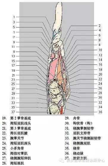 手指磁共振断层解剖+详细标注