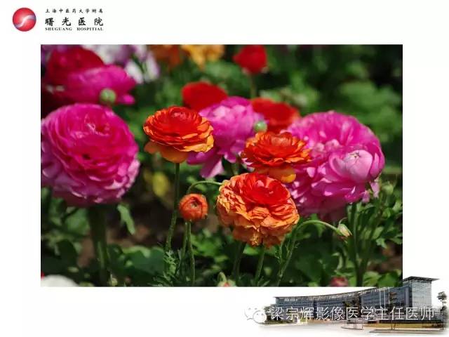 【PPT】放射诊断报告的书写规范
