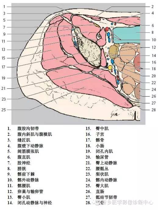 髋关节解剖 详细标注
