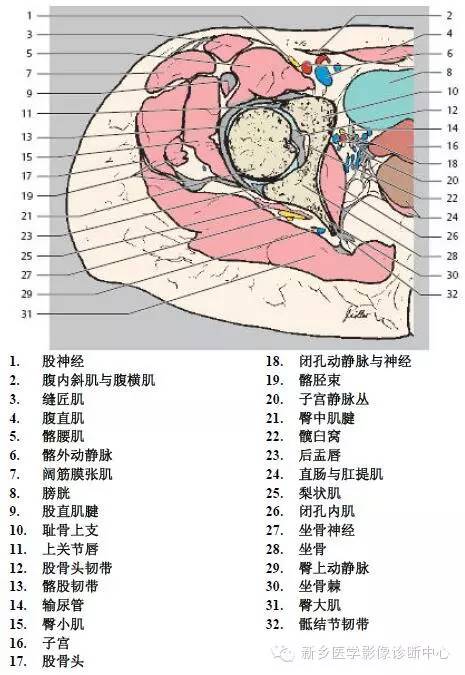 髋关节解剖 详细标注