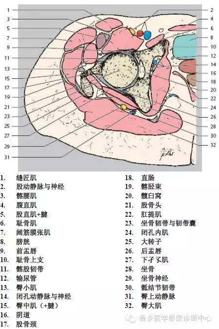 髋关节解剖 详细标注