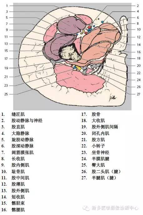 髋关节解剖 详细标注
