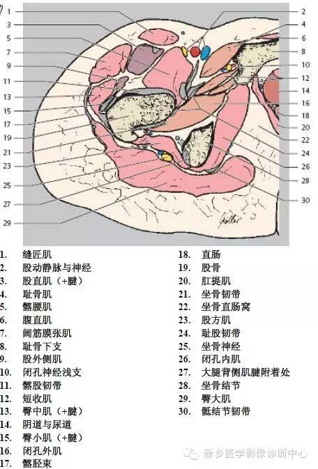髋关节解剖 详细标注