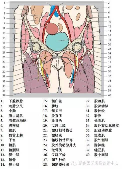 髋关节解剖 详细标注