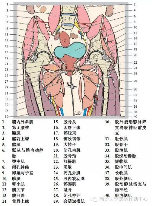 髋关节解剖 详细标注