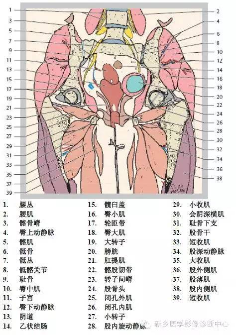 髋关节解剖 详细标注