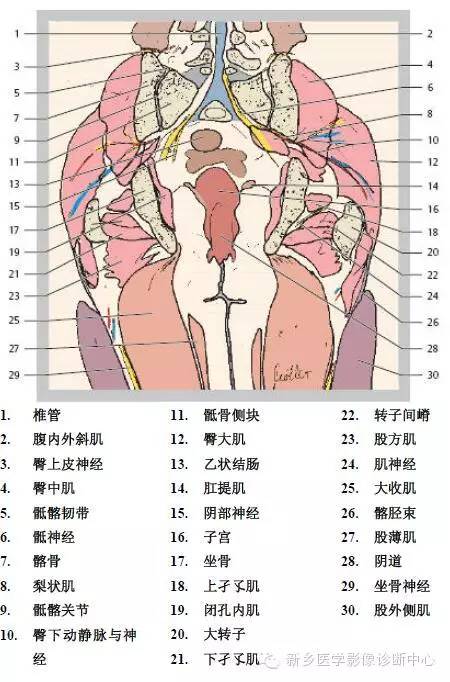 髋关节解剖 详细标注