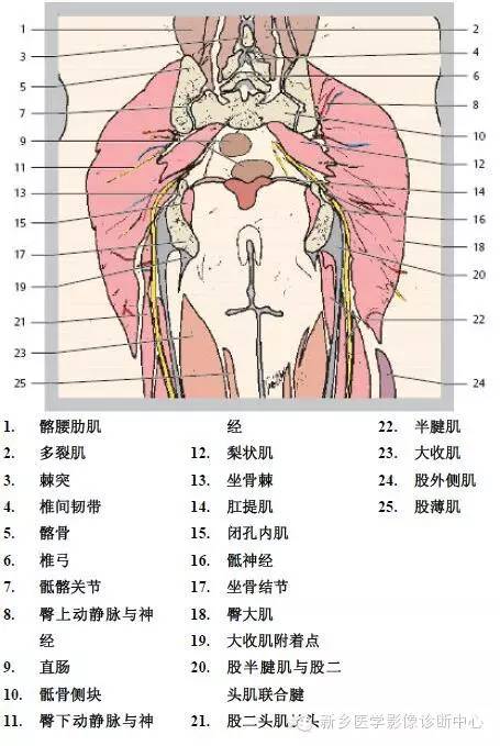 髋关节解剖 详细标注