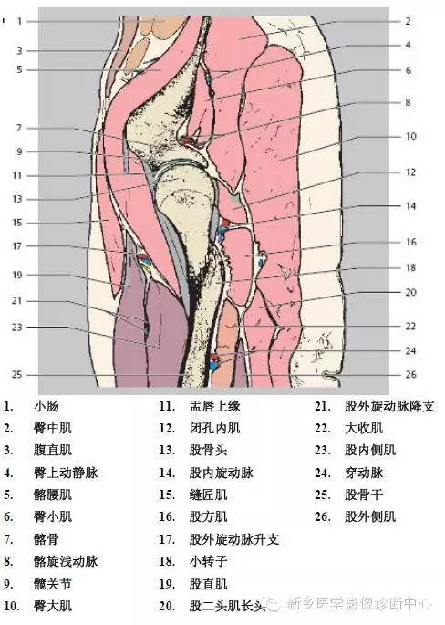 髋关节解剖 详细标注
