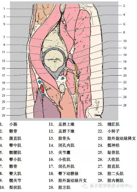 髋关节解剖 详细标注