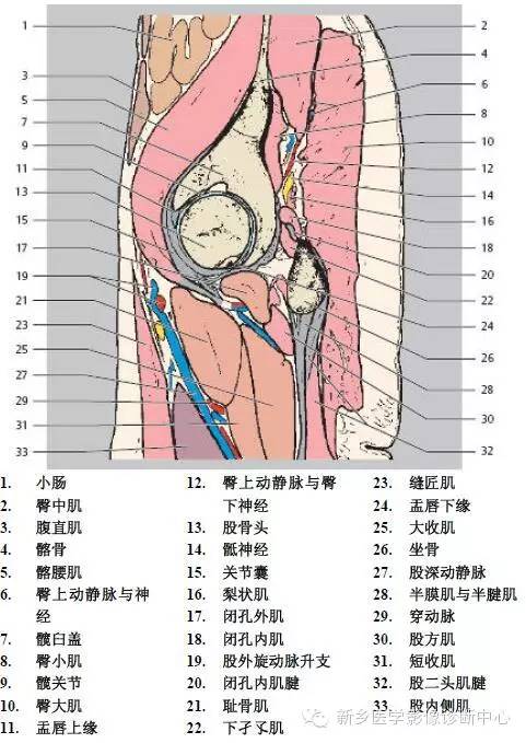 髋关节解剖 详细标注