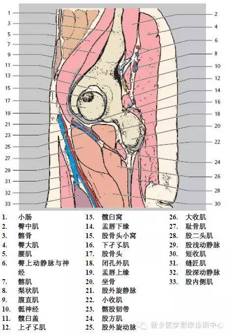 髋关节解剖 详细标注