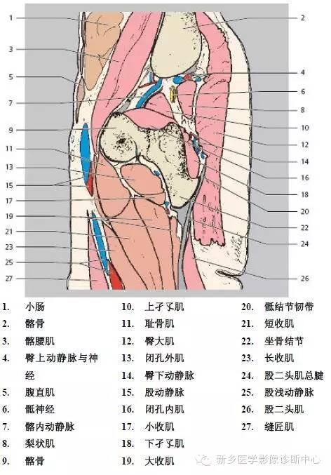 髋关节解剖 详细标注
