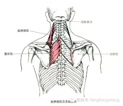 最全的肌肉起、止点+图解 最全的肌肉起、止点+图解