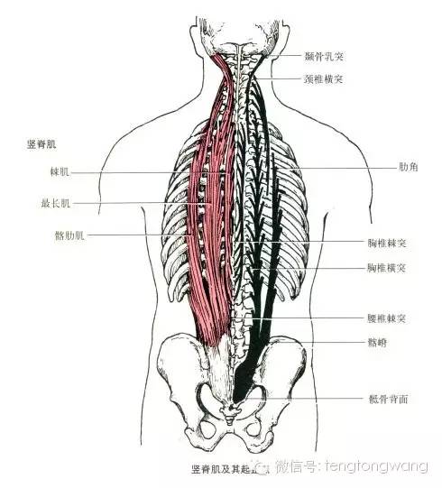 最全的肌肉起、止点+图解 最全的肌肉起、止点+图解