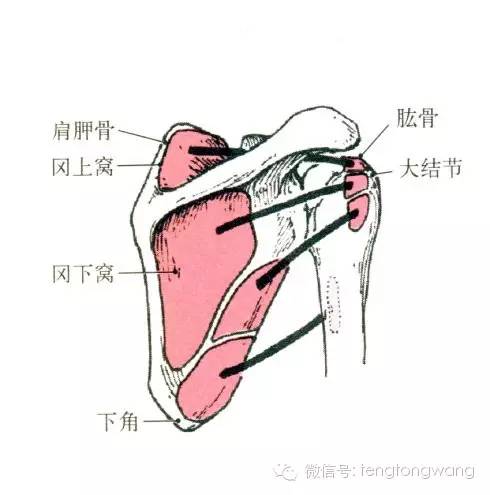 最全的肌肉起、止点+图解 最全的肌肉起、止点+图解