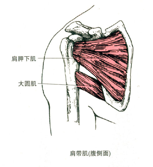 最全的肌肉起、止点+图解 最全的肌肉起、止点+图解