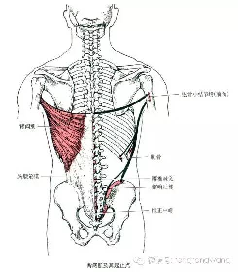 最全的肌肉起、止点+图解 最全的肌肉起、止点+图解
