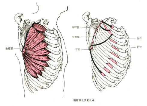 最全的肌肉起、止点+图解