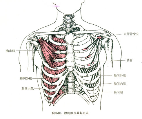 最全的肌肉起、止点+图解 最全的肌肉起、止点+图解