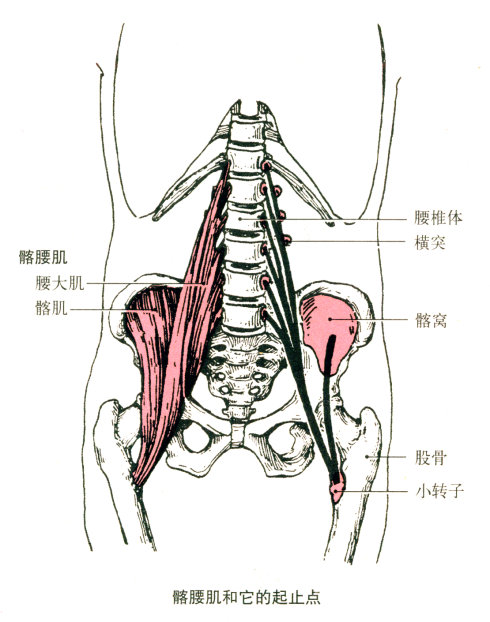 最全的肌肉起、止点+图解 最全的肌肉起、止点+图解