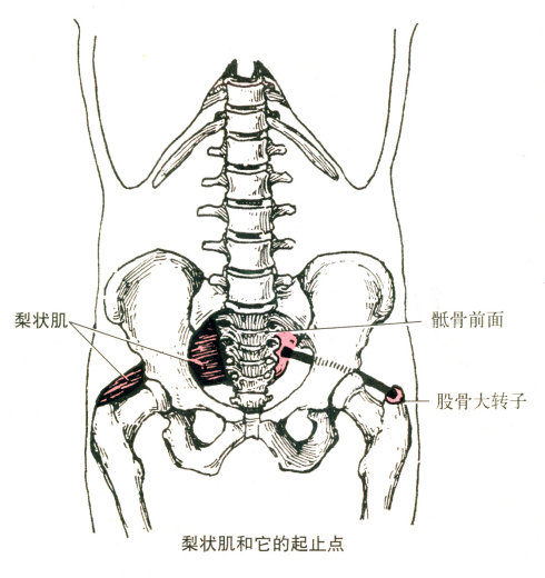最全的肌肉起、止点+图解