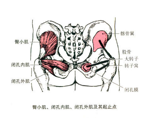最全的肌肉起、止点+图解 最全的肌肉起、止点+图解