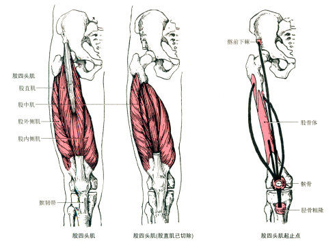 最全的肌肉起、止点+图解 最全的肌肉起、止点+图解
