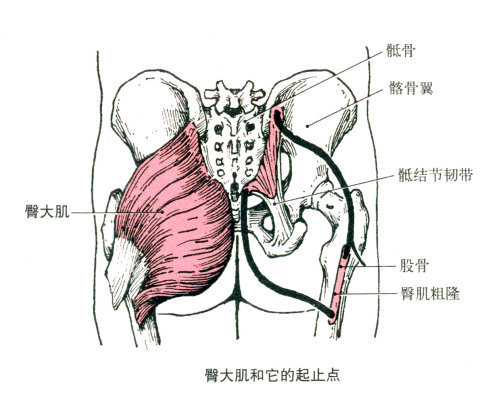 最全的肌肉起、止点+图解 最全的肌肉起、止点+图解