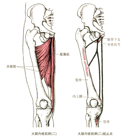 最全的肌肉起、止点+图解 最全的肌肉起、止点+图解