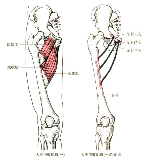 最全的肌肉起、止点+图解 最全的肌肉起、止点+图解