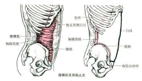 最全的肌肉起、止点+图解 最全的肌肉起、止点+图解