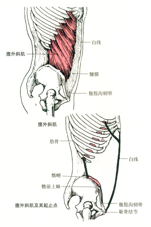 最全的肌肉起、止点+图解 最全的肌肉起、止点+图解