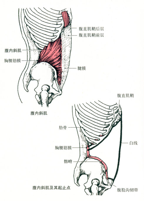 最全的肌肉起、止点+图解 最全的肌肉起、止点+图解