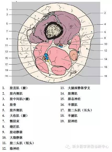 膝关节断层解剖+详细标注