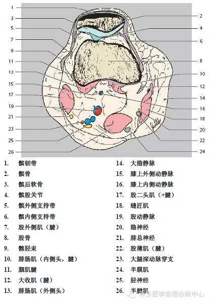膝关节断层解剖+详细标注
